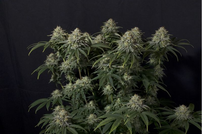 Gorilla Cookies FF, Фасовка: 1, изображение 2